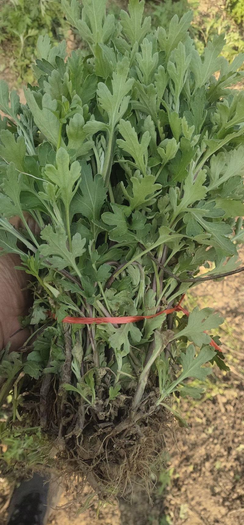 各种规格金丝皇婺源贡菊北京菊