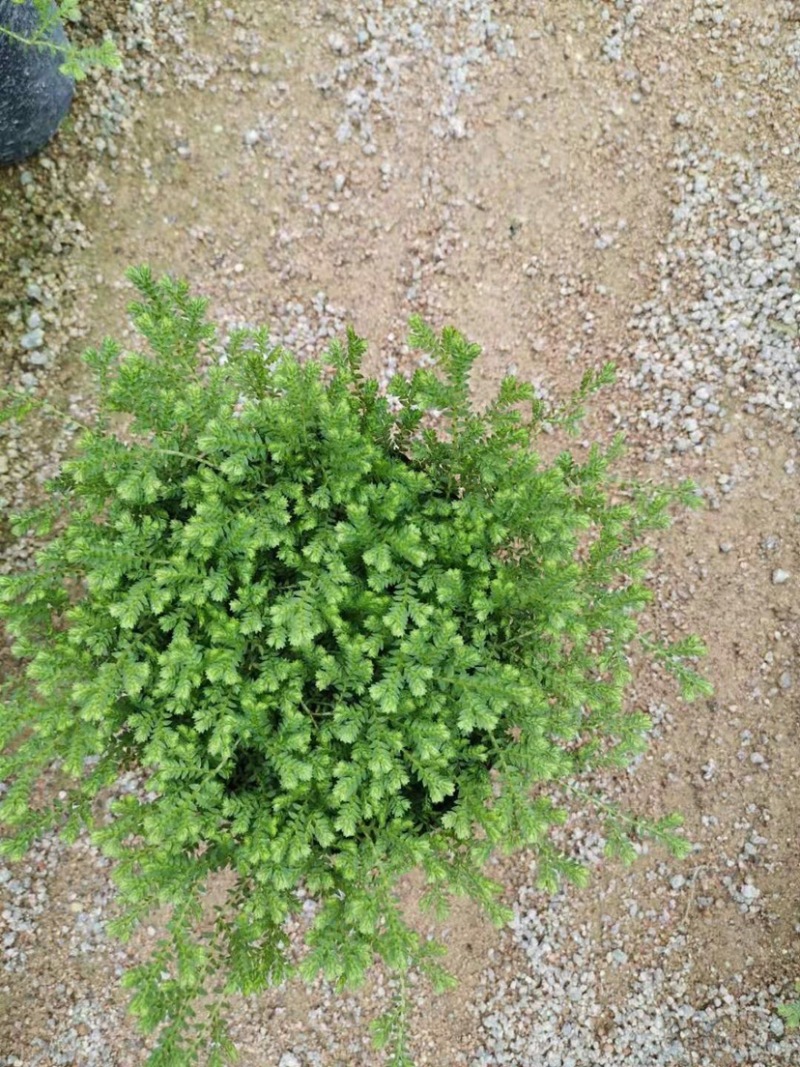 绿地球翠云草青龙兰花铺面搭配造景一箱60盆基地直销