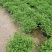 绿地球翠云草青龙兰花铺面搭配造景一箱60盆基地直销