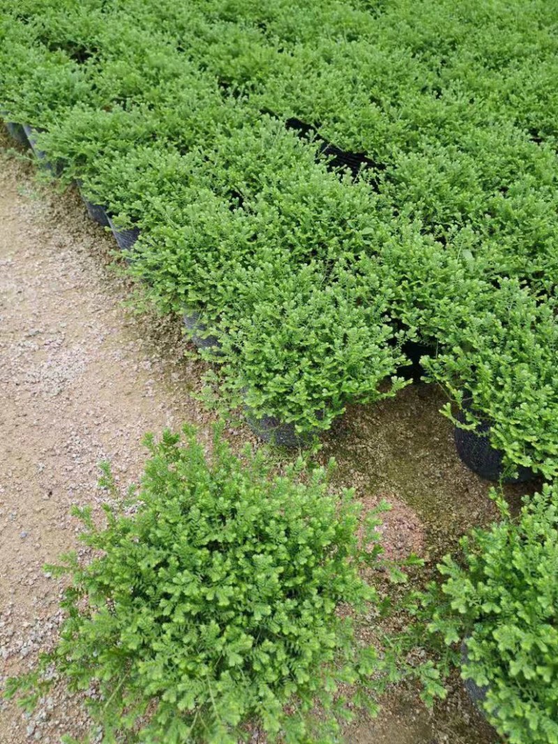 绿地球翠云草青龙兰花铺面搭配造景一箱60盆基地直销