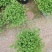 绿地球翠云草青龙兰花铺面搭配造景一箱60盆基地直销