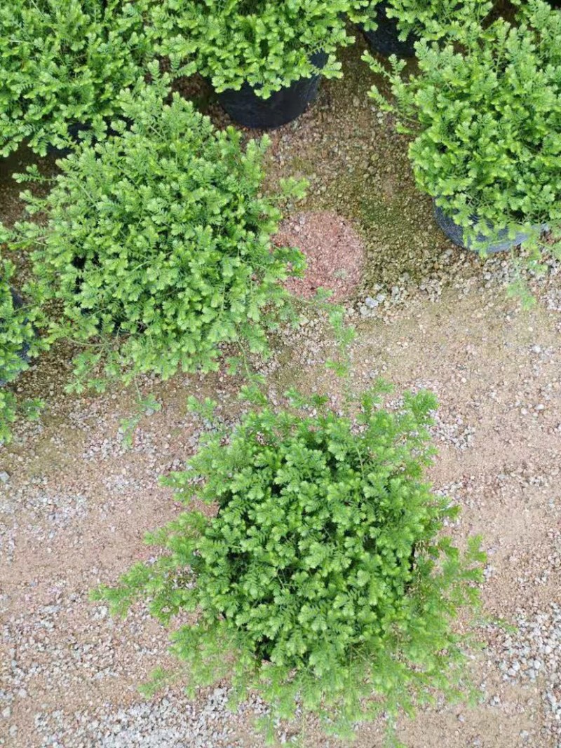 绿地球翠云草青龙兰花铺面搭配造景一箱60盆基地直销