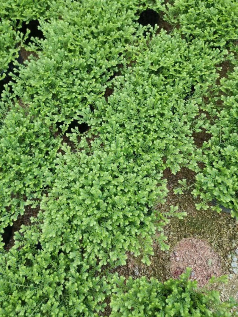 绿地球翠云草青龙兰花铺面搭配造景一箱60盆基地直销
