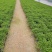 绿地球翠云草青龙兰花铺面搭配造景一箱60盆基地直销