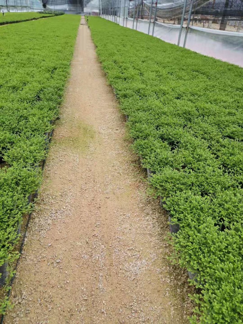 绿地球翠云草青龙兰花铺面搭配造景一箱60盆基地直销