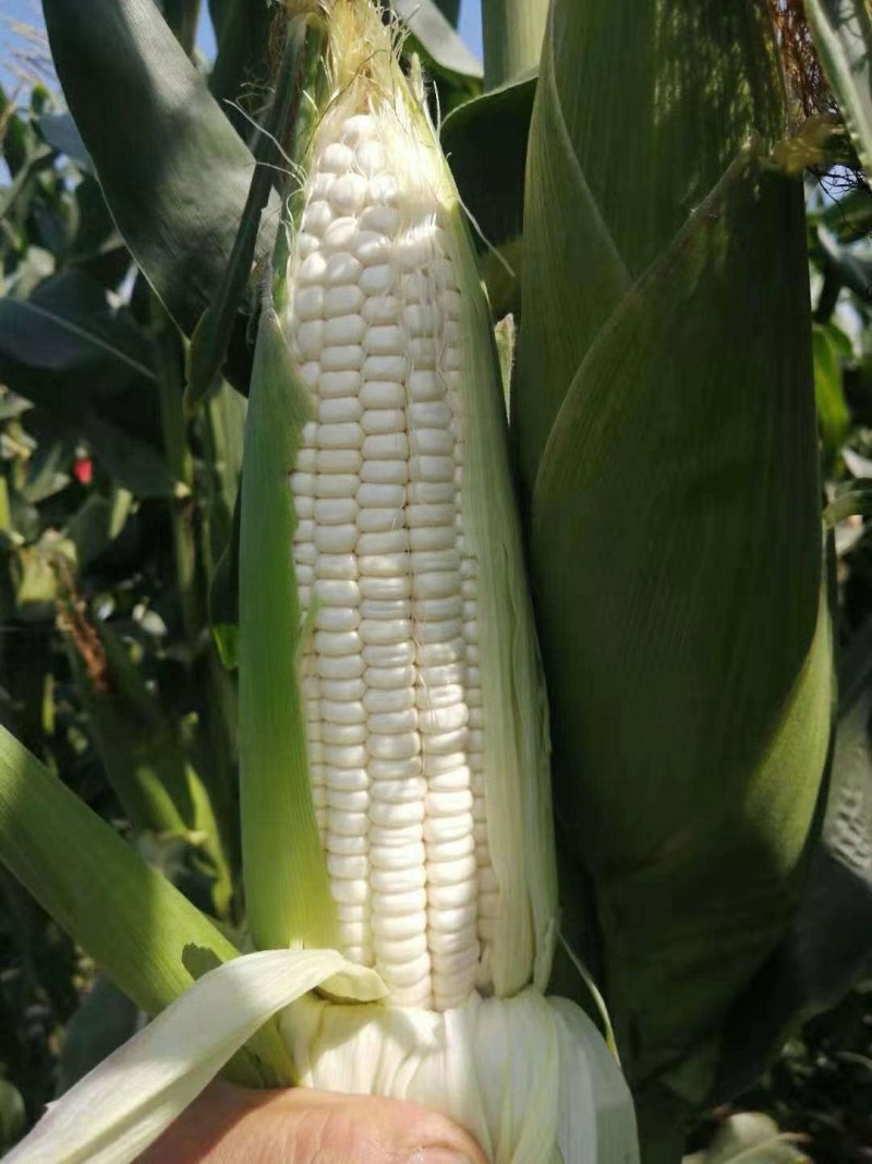 玉米，白糯玉米，鲜玉米，糯玉米，老嫩合适，满尖无虫，甜糯