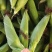 玉米，白糯玉米，鲜玉米，糯玉米，老嫩合适，满尖无虫，甜糯