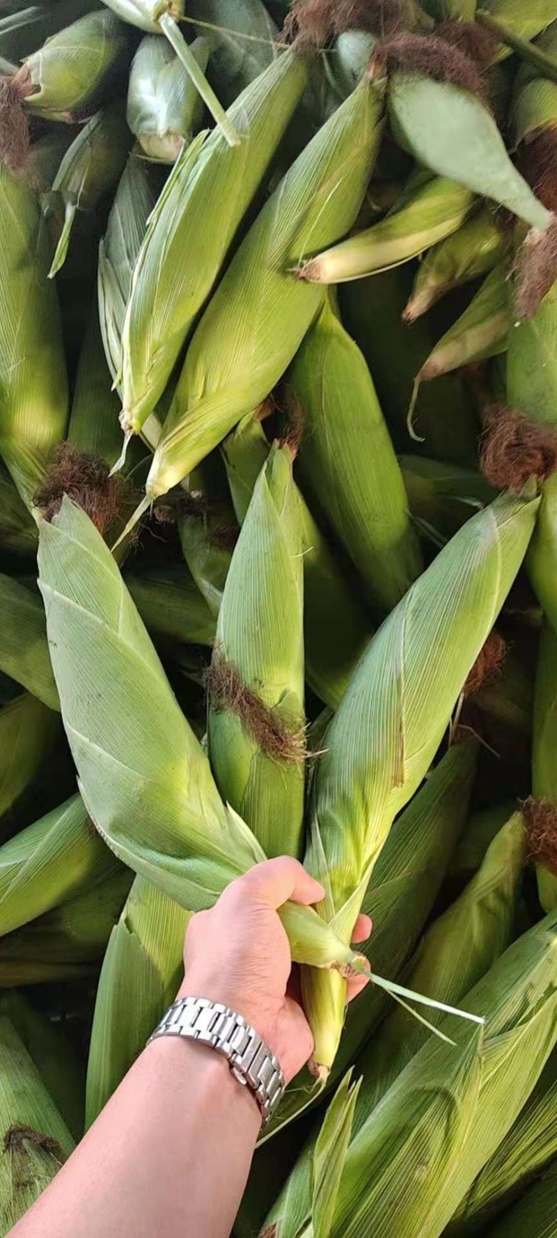 玉米，白糯玉米，鲜玉米，糯玉米，老嫩合适，满尖无虫，甜糯