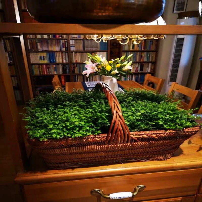 绿地球翠云草青龙兰花铺面搭配造景一箱60盆基地直销