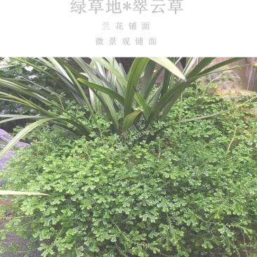 绿地球翠云草青龙兰花铺面搭配造景一箱60盆基地直销