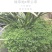 绿地球翠云草青龙兰花铺面搭配造景一箱60盆基地直销