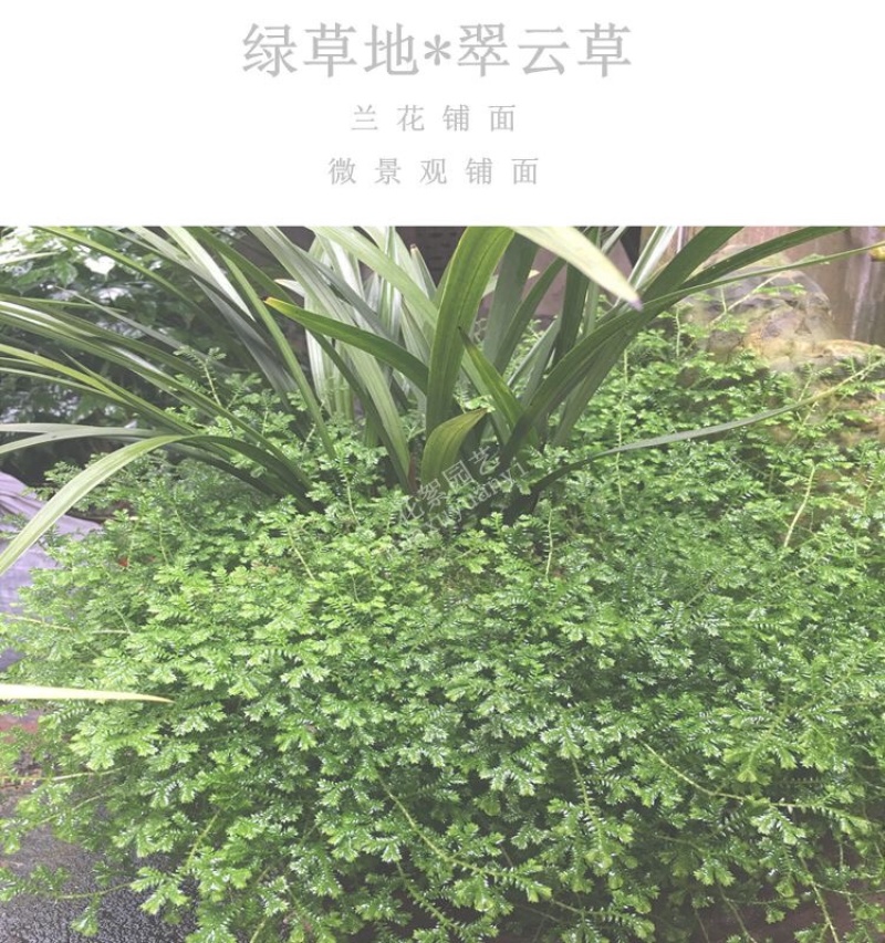 绿地球翠云草青龙兰花铺面搭配造景一箱60盆基地直销