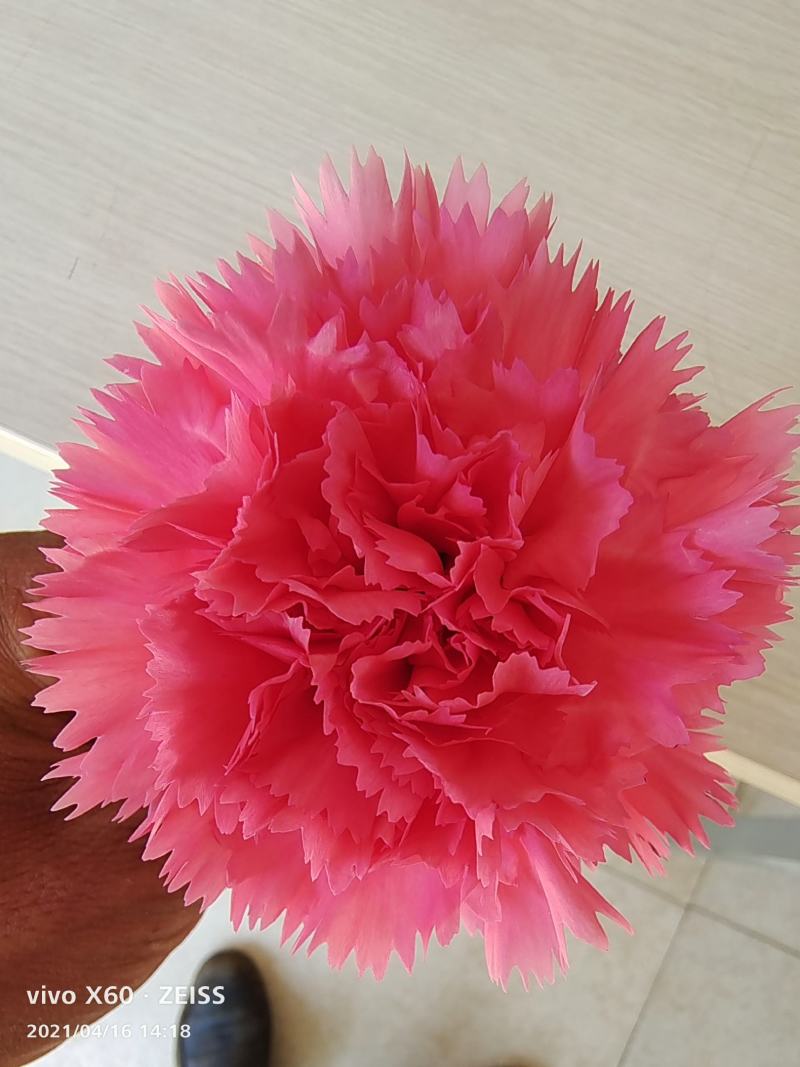 康乃馨种苗鲜切花卉种苗云南昆明基地直发株高10～15cm
