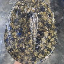 外套冷水池精品黑花黄花青花公甲鱼团鱼脚鱼水鱼现货挑选
