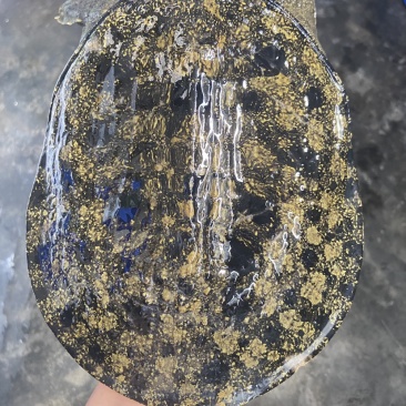 外套冷水池精品黑花黄花青花公甲鱼团鱼脚鱼水鱼现货挑选