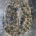 外套冷水池精品黑花黄花青花公甲鱼团鱼脚鱼水鱼现货挑选
