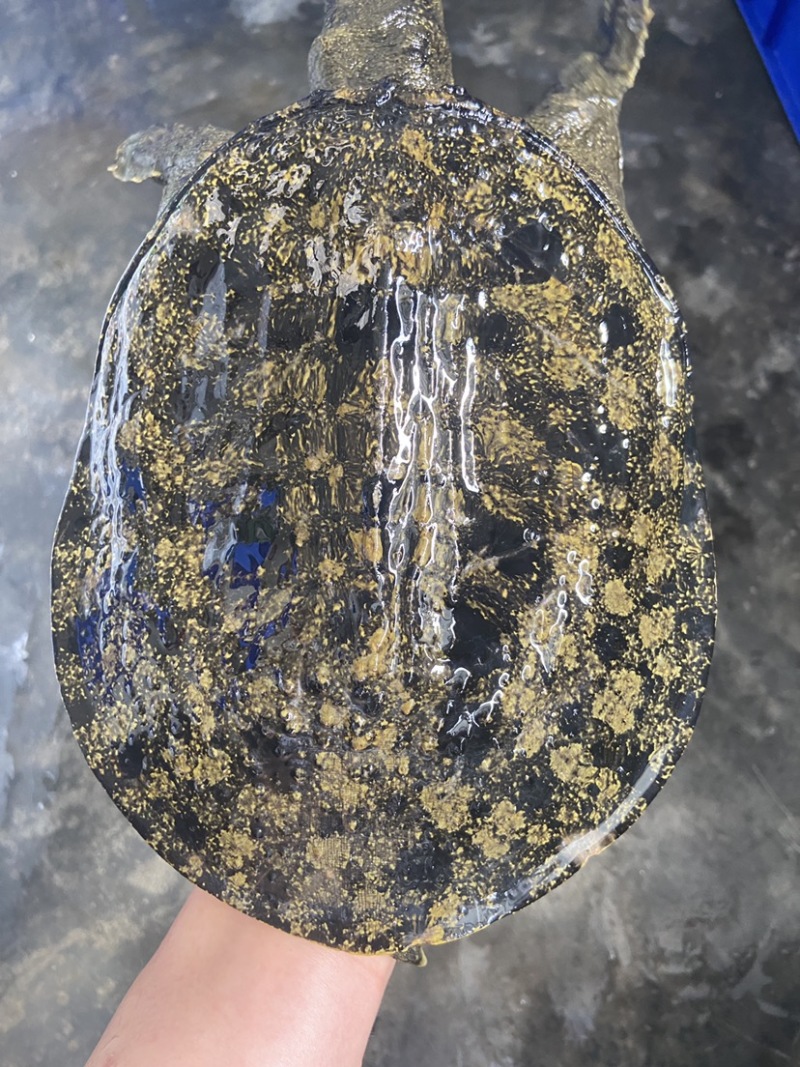 外套冷水池精品黑花黄花青花公甲鱼团鱼脚鱼水鱼现货挑选