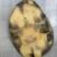 外套冷水池精品黑花黄花青花公甲鱼团鱼脚鱼水鱼现货挑选