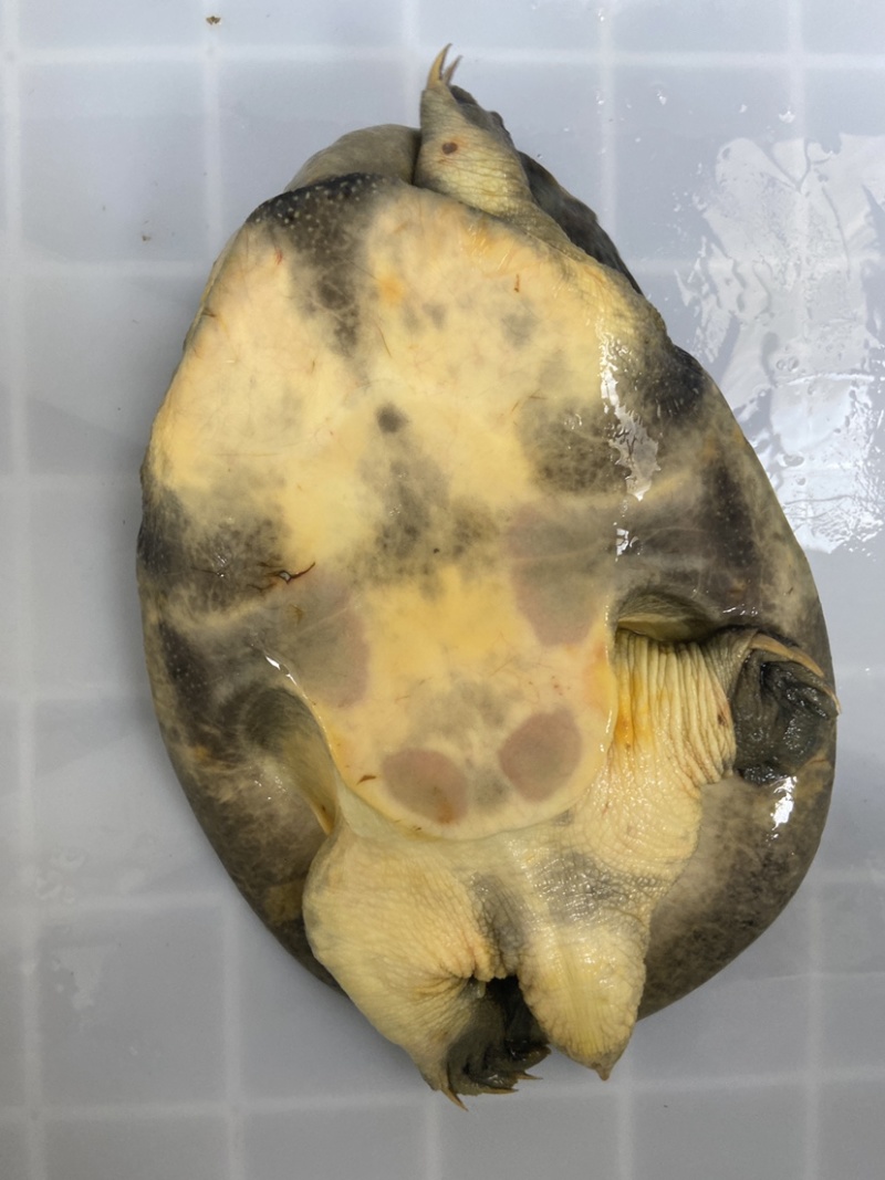 外套冷水池精品黑花黄花青花公甲鱼团鱼脚鱼水鱼现货挑选