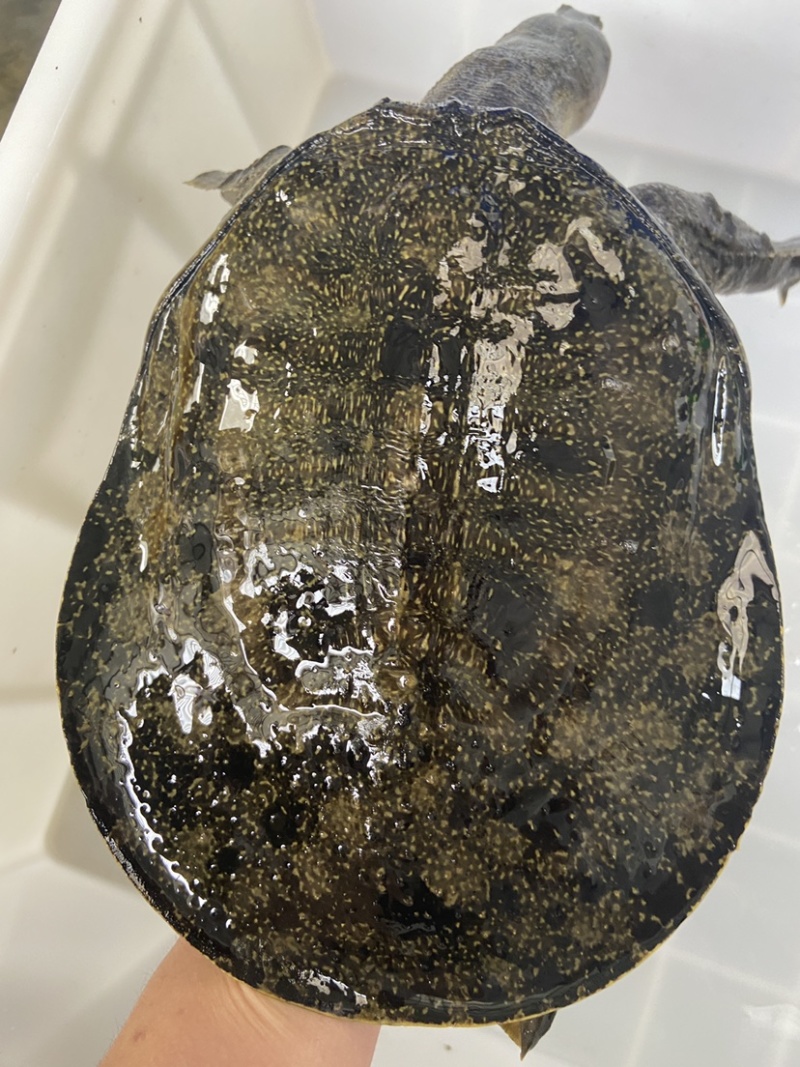 外套冷水池精品黑花黄花青花公甲鱼团鱼脚鱼水鱼现货挑选