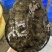 外套冷水池精品黑花黄花青花公甲鱼团鱼脚鱼水鱼现货挑选