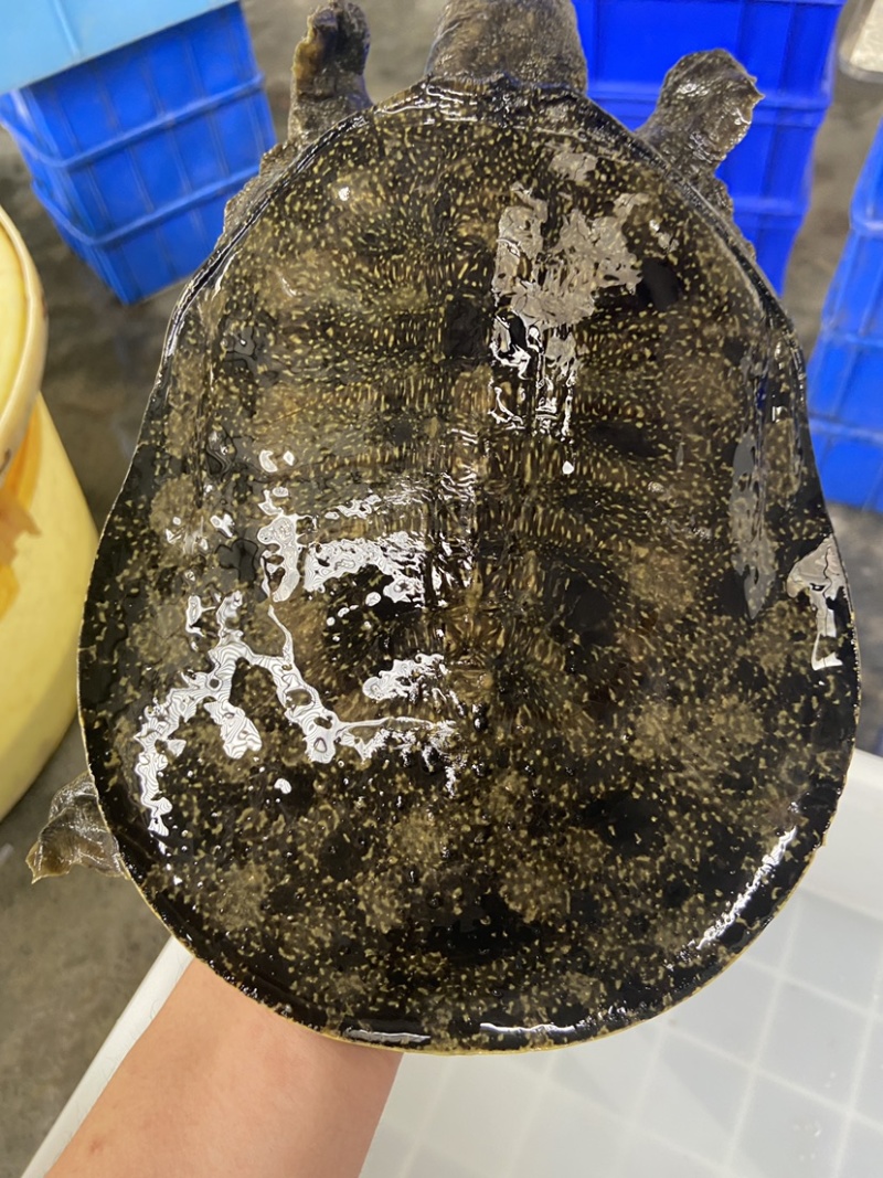 外套冷水池精品黑花黄花青花公甲鱼团鱼脚鱼水鱼现货挑选
