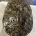 外套冷水池精品黑花黄花青花公甲鱼团鱼脚鱼水鱼现货挑选