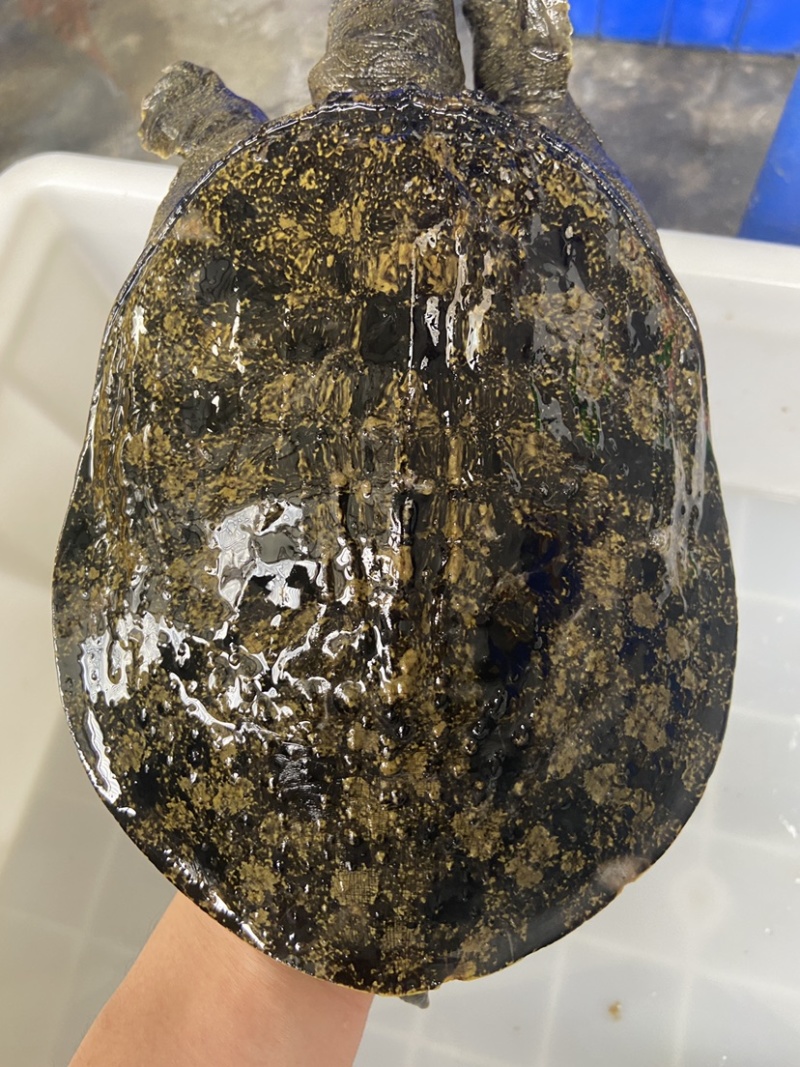 外套冷水池精品黑花黄花青花公甲鱼团鱼脚鱼水鱼现货挑选
