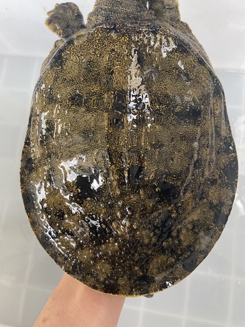 外套冷水池精品黑花黄花青花公甲鱼团鱼脚鱼水鱼现货挑选