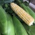 新鲜甜玉米水果玉米双色玉米鲜食玉米，一件代发，社区团购