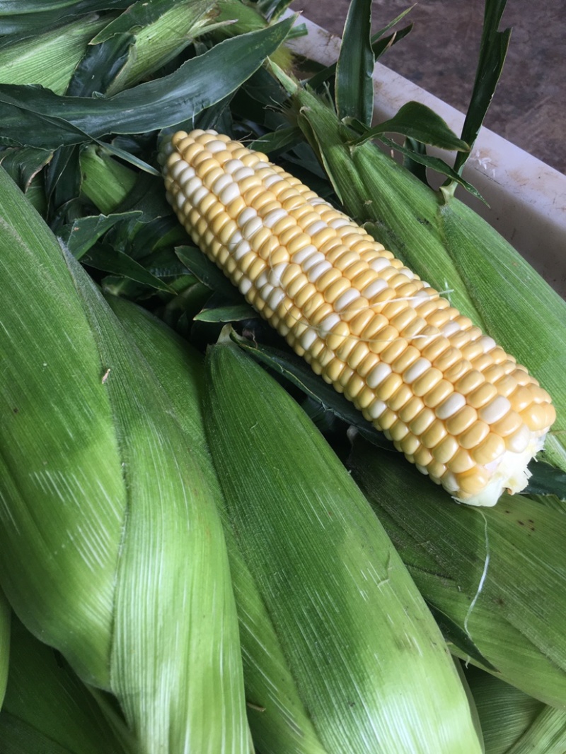新鲜甜玉米水果玉米双色玉米鲜食玉米，一件代发，社区团购