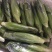 新鲜甜玉米水果玉米双色玉米鲜食玉米，一件代发，社区团购