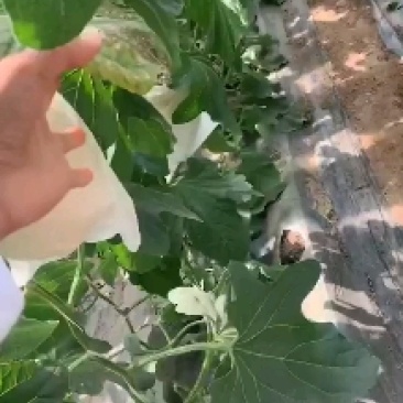 久红瑞