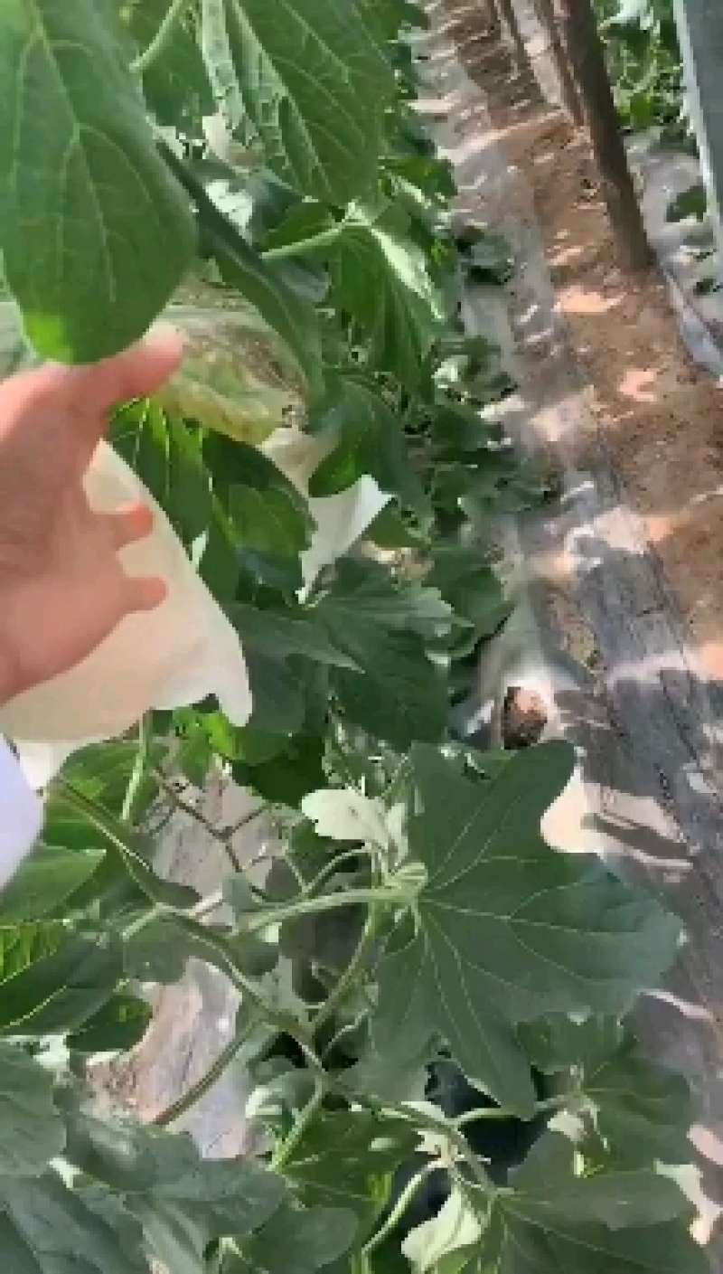 久红瑞