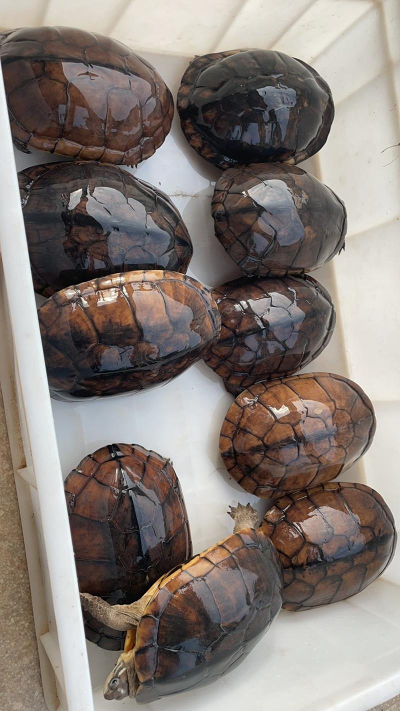 二十年老滑壳南石种龟年份足够老，留种、煲汤任意选