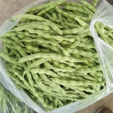 精品豆角