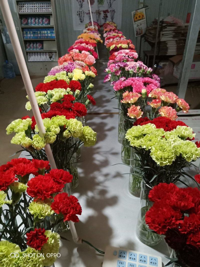 康乃馨种苗鲜切花卉种苗云南昆明基地直发株高10～15cm