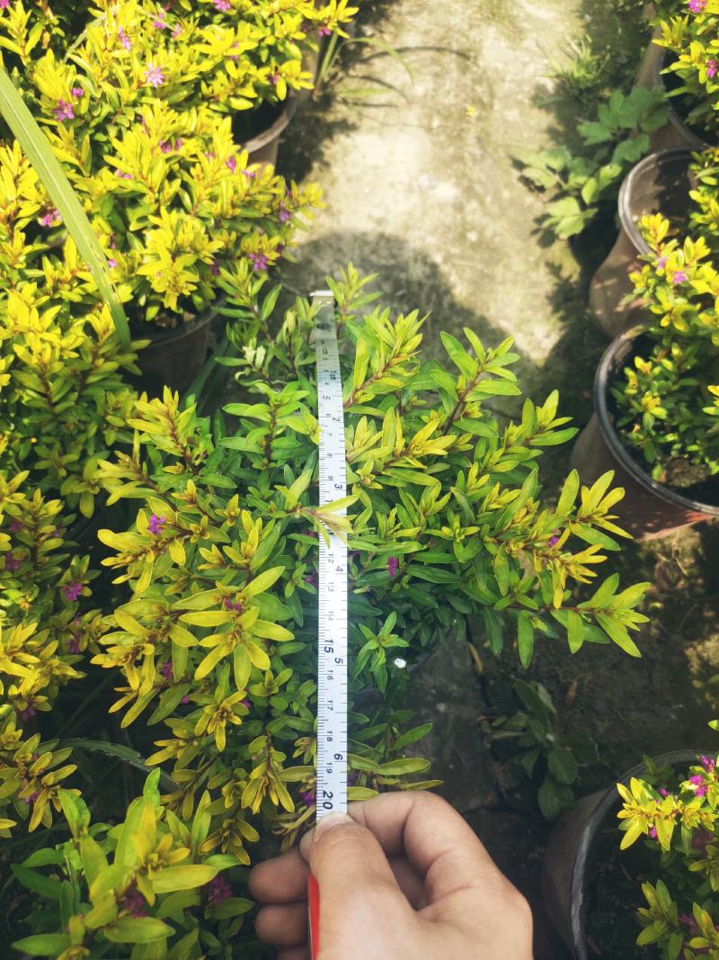 金叶满天星双色杯高度25左右基地直销质量好