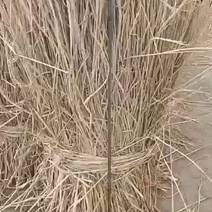 山东稻草天然新鲜干净干燥厂家直发量大品质保证