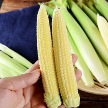 新鲜甜玉米笋小玉米芯仔新鲜蔬菜现摘迷你玉米笋水果玉