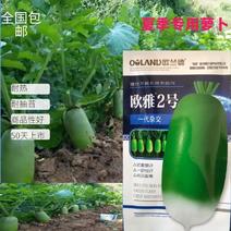 抗热夏播萝卜种子欧雅2号反季节50天上市夏季耐热耐高温