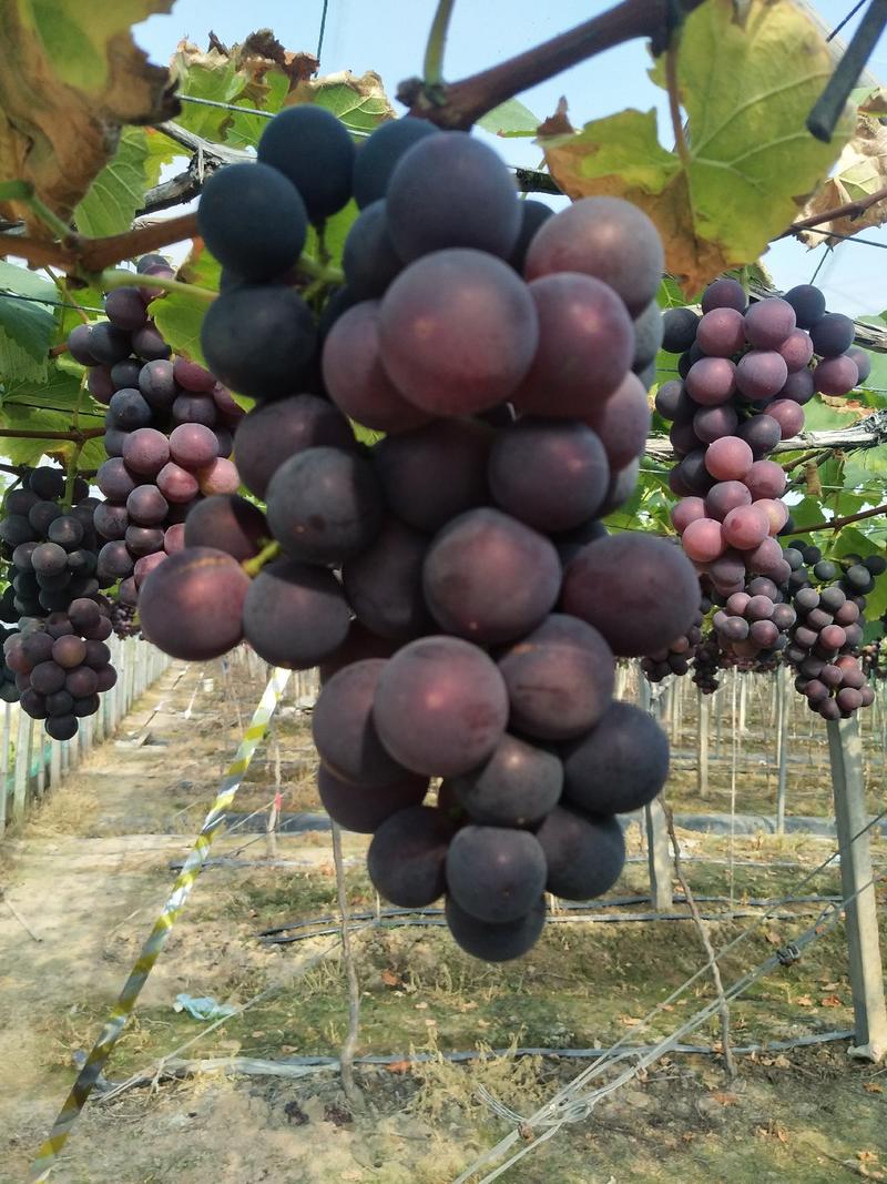 浙江台州温岭巨峰葡萄代办费各种品种葡萄代办