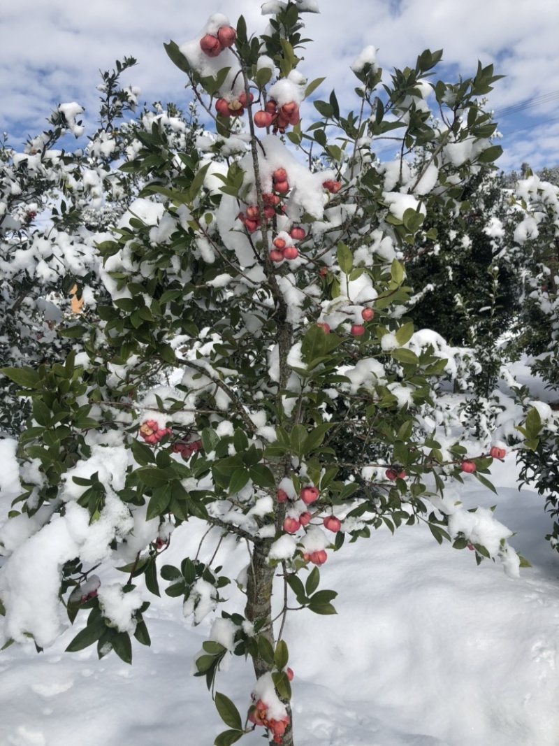 【独特优选】红灯笼树、金丝杜仲树、庭院景观树盆栽素材