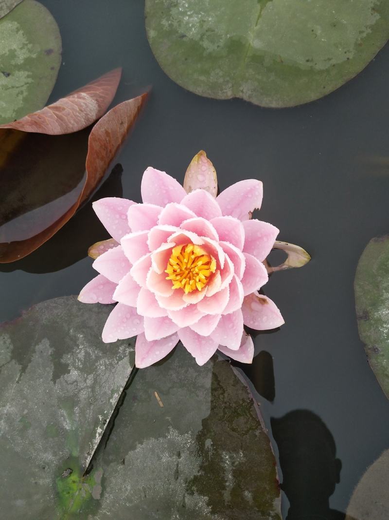 台湾香水连花