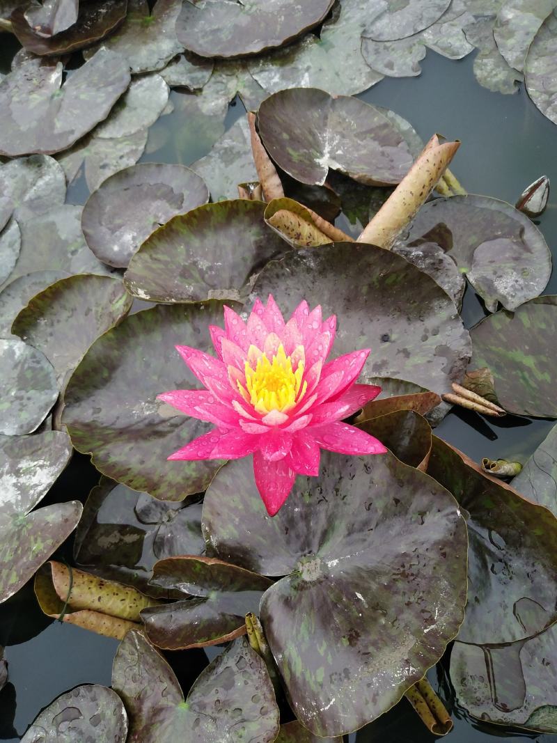 台湾香水连花