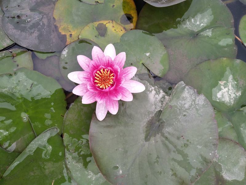 台湾香水连花