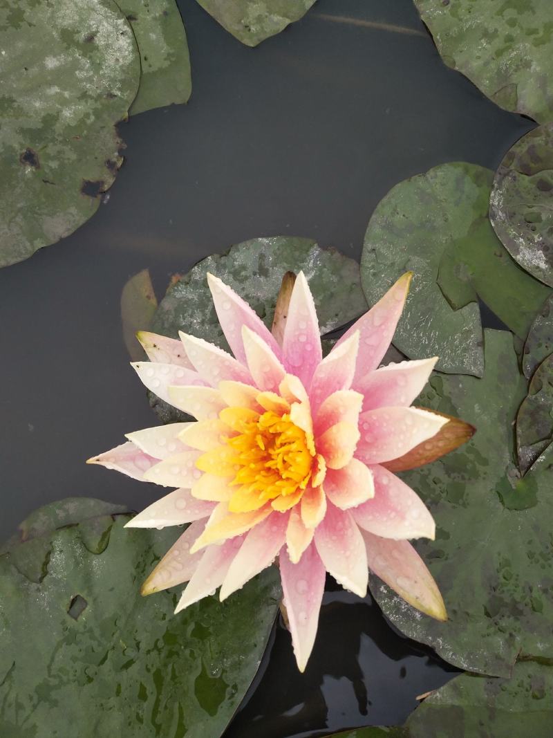 台湾香水连花