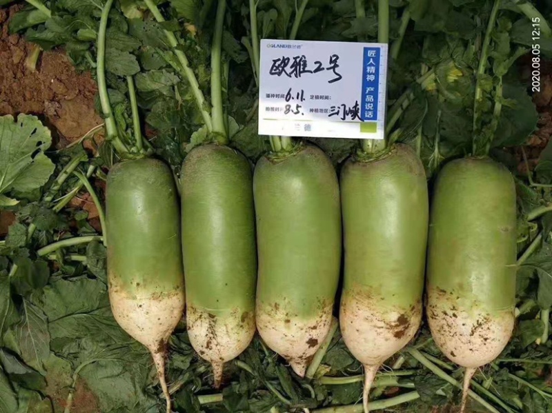 抗热夏播萝卜种子欧雅2号反季节50天上市夏季耐热耐高温