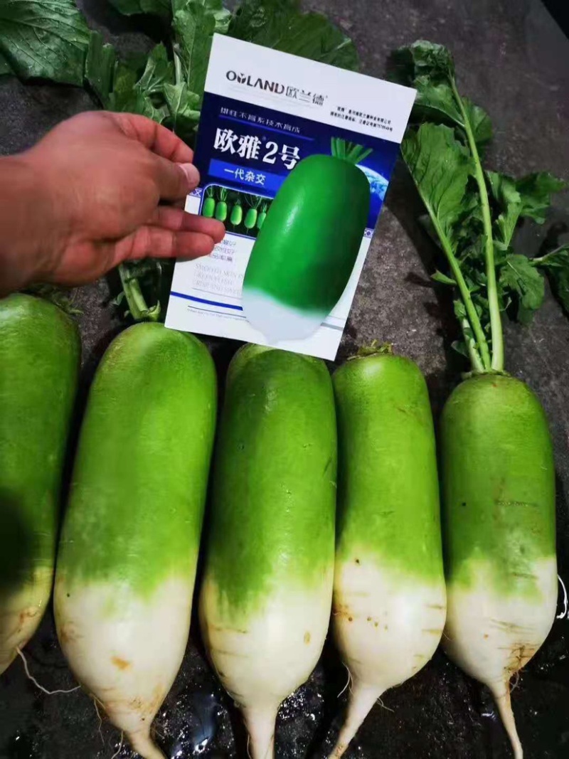 抗热夏播萝卜种子欧雅2号反季节50天上市夏季耐热耐高温