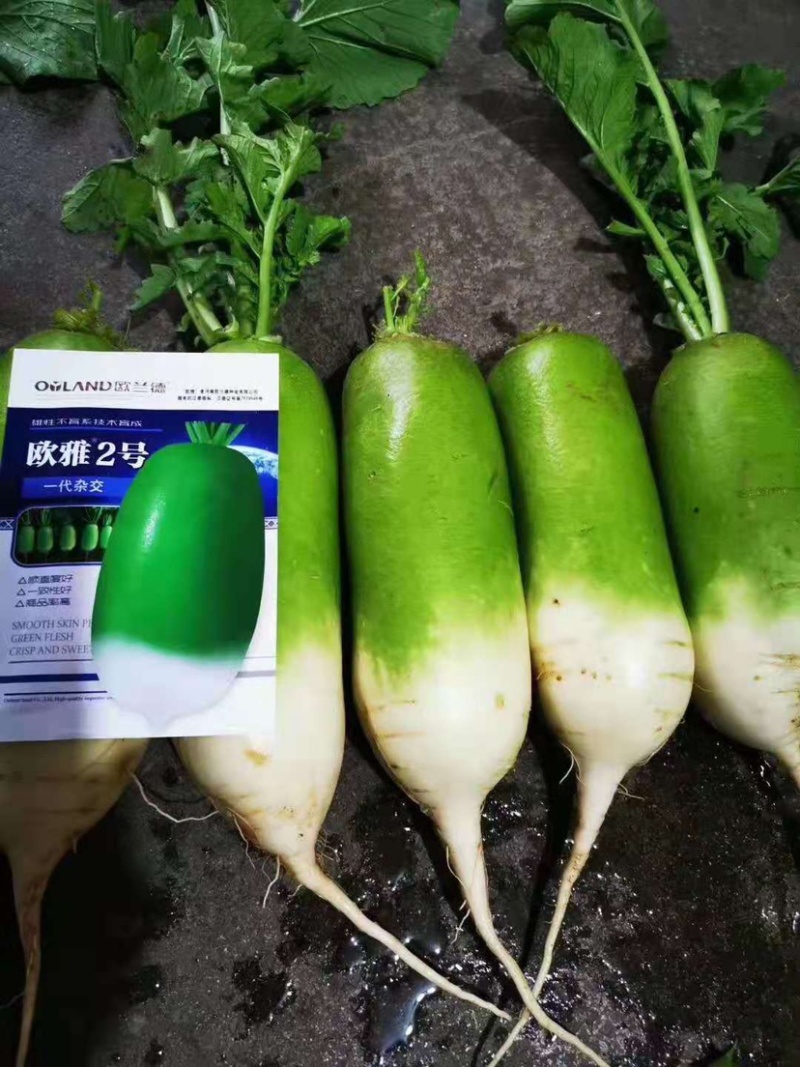 抗热夏播萝卜种子欧雅2号反季节50天上市夏季耐热耐高温